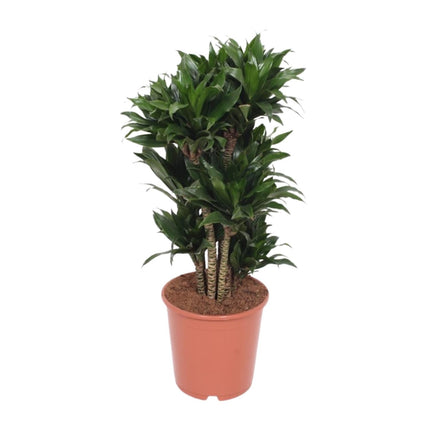 Dracaena Compacta - Drakenplant - ↕80cm - Ø24cm