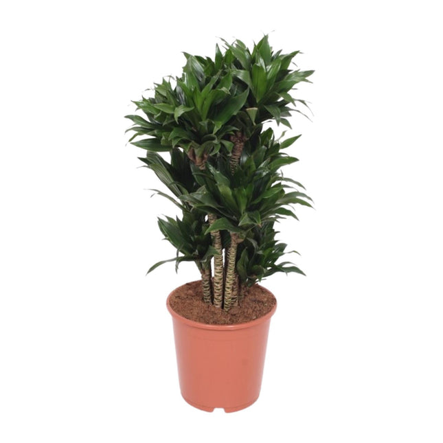 Dracaena Compacta - Drachenpflanze - ↕80cm - Ø24cm