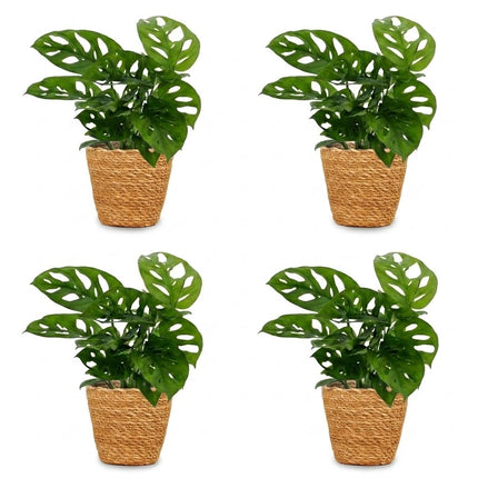 Monstera Adansonii - Rhaphidophora Tetrasperma - 4x - met Mand - Pot 12cm - Hoogte - 25cm