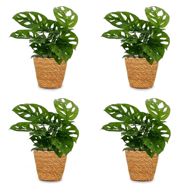 Monstera Adansonii - Rhaphidophora Tetrasperma - 4x - z koszykiem - doniczka 12cm - wysokość - 25cm