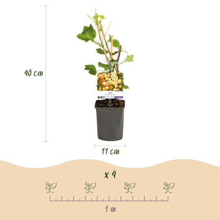 Ribes rosso - Ribes rubrum Perla bianca - Ribes bianco - ↕40cm - Ø11cm - 2x