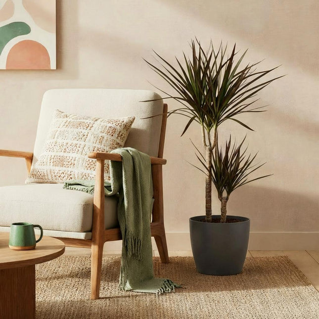 Dracaena Magenta - Albero del drago - con vaso grigio - ↕90-100cm - Ø21cm