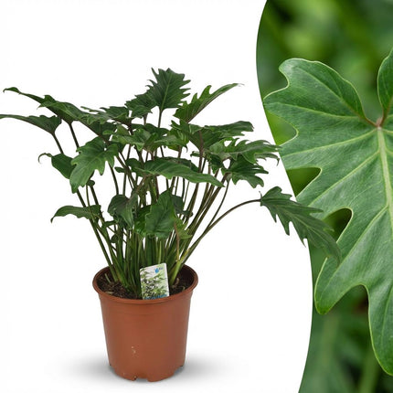 Philodendron Xanadu - ↕60cm - Ø19cm