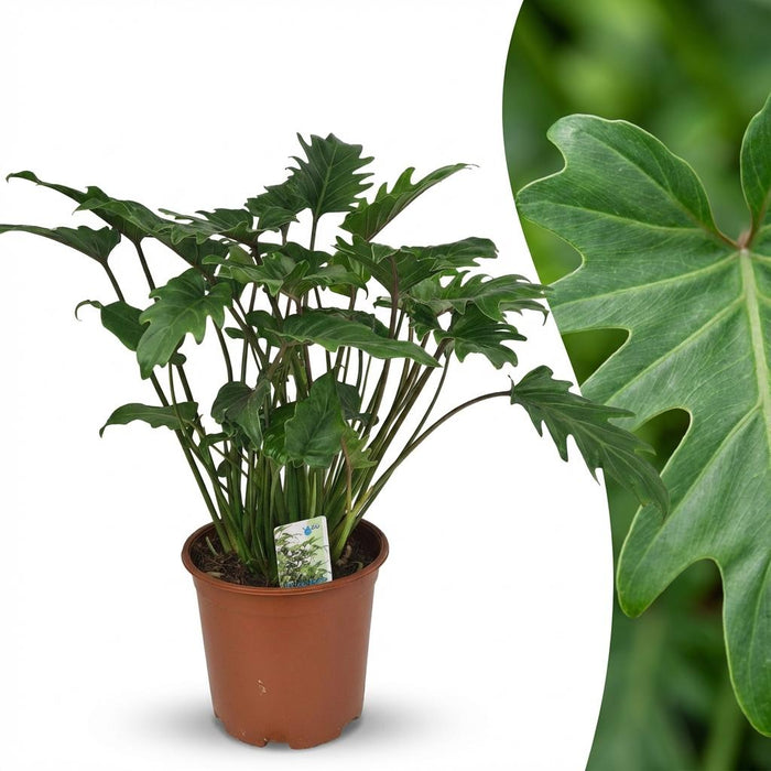 Philodendron Xanadu - ↕60cm - Ø19cm
