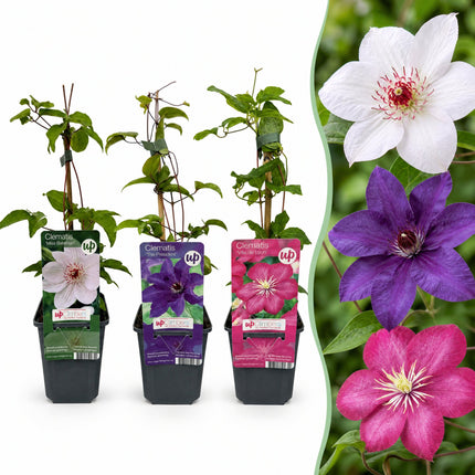 Clematis Tricolour - Driekleurige bosrank 9x - Paars - Roze - Wit - Klimplant - Ø9cm - ↕35cm