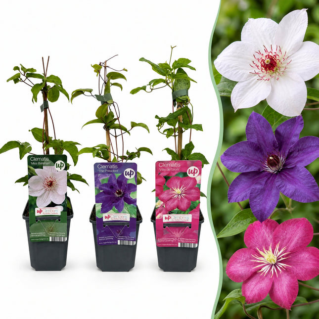 Clematis Tricolour - Driekleurige bosrank 9x - Paars - Roze - Wit - Klimplant - Ø9cm - ↕35cm