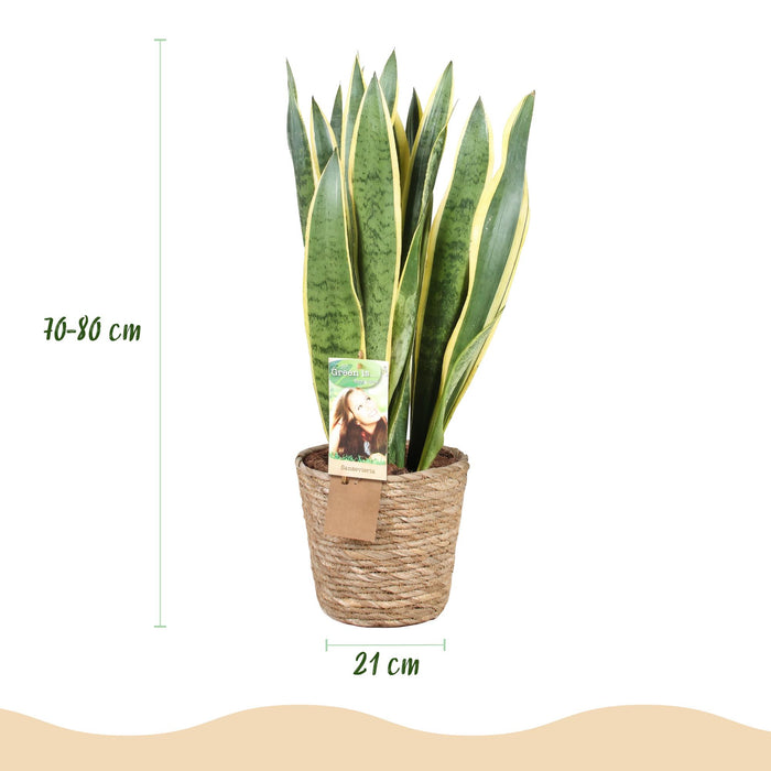 Sansevieria Laurentii - Vrouwentong - met mand - ↕70-80cm - Ø21cm