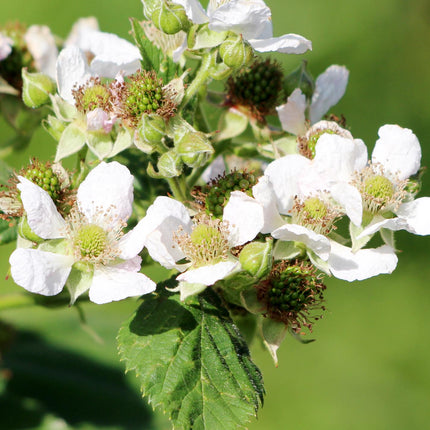 Rubus Idaeus 'Malling Promise' - Frambozenplant - ↕45cm - Ø13cm