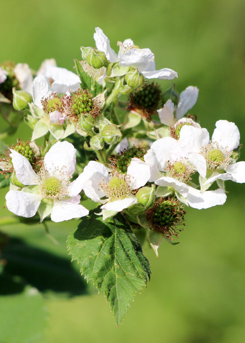 Rubus Idaeus 'Malling Promise' - Frambozenplant - ↕45cm - Ø13cm