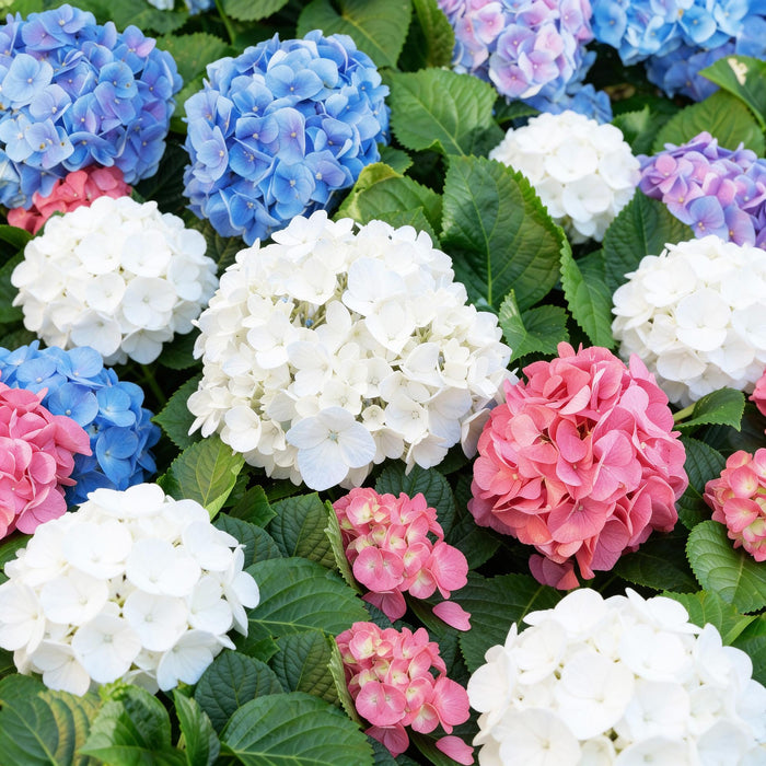Hydrangea macrophylla Tricolour - Hortensia - Winterhard - Roze-Blauw-Wit - 3 Planten - Pot 12cm - Hoogte Hoogte 20-30cm