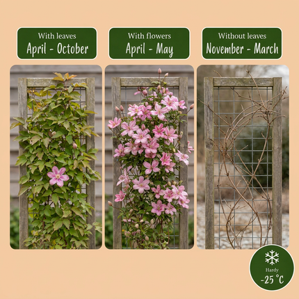 Clematis mont. 'Marjorie' - Bergclematis 6x - Roze - Klimplant - Ø9cm - ↕35cm