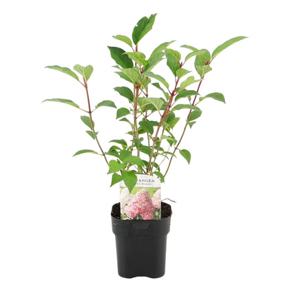 Panicle Hydrangea - Hydrangea panniculata Vanilla Strawberry - Flower White Pink - 1 Plant - Deciduous - Large Flowers - Pot 17cm Height 50cm