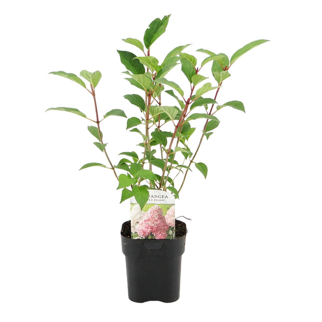 Hortensia paniculada - Hydrangea paniculata Vanilla Strawberry - Flor blanca y rosa - 1 planta - Caducifolia - Flores grandes - Maceta de 17 cm de altura y 50 cm de alto