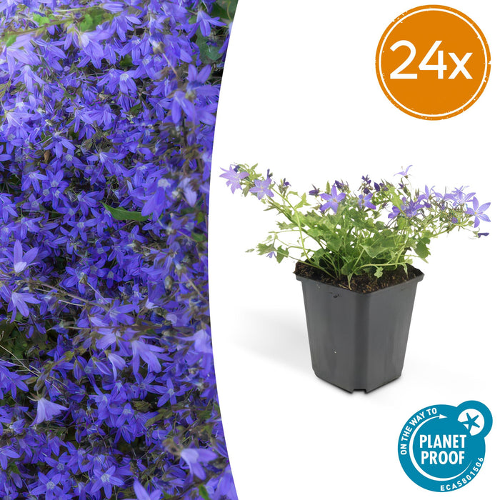 Campanula poscharskyana 'Stella' - ↕10-25cm - Ø9cm - 24x
