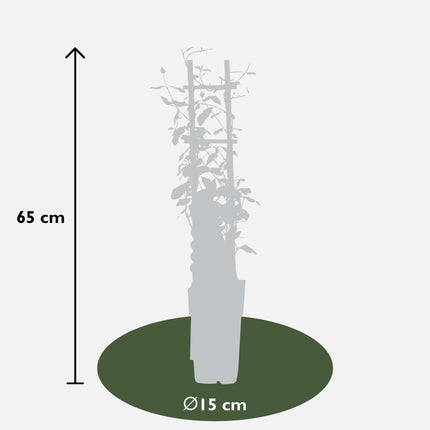 Trachelospermum 'Star of Toscana' - Gul toscansk jasmin - ↕65cm - Ø15cm