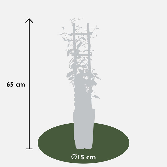Trachelospermum 'Star of Toscana' - Toscaanse Jasmijn Geel - ↕65cm - Ø15cm