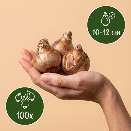 100x Narcissus Tete-A-Tete - Bloembollen - Miniatuurnarcis - Geel - Voorjaarsbloeier - Bolmaat 10/11