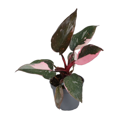 Philodendron Pink Princess Marble - Groen - Roze - Tropisch - Ø6cm - ↕12cm