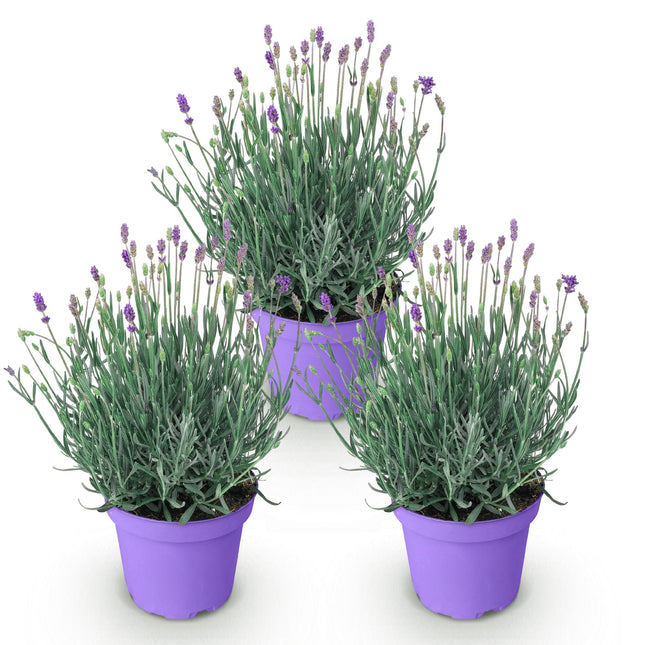Lavandula angustifolia Munstead - Lavender - ↕20-25cm - Ø12cm - 3x