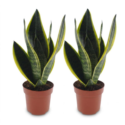 Sansevieria Future Superb - Vrouwentong - 2x - Pot 12cm - Hoogte - 35cm
