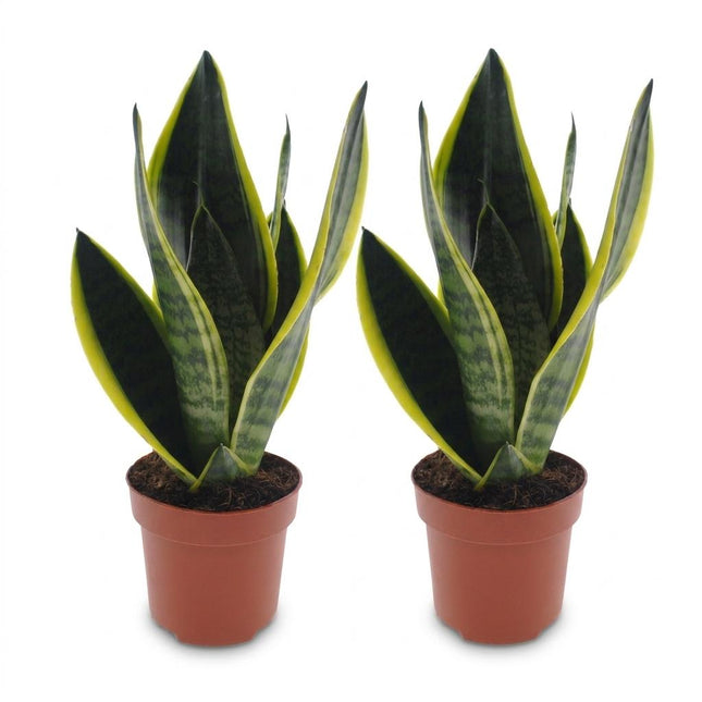 Sansevieria Future Superb - Wężownica - 2x - doniczka 12 cm - wysokość - 35 cm