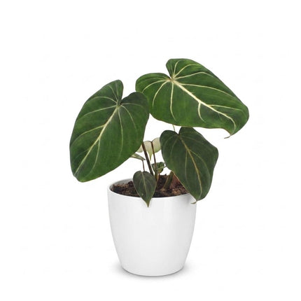 Philodendron Gloriosum - Glorie Philodendron - met Potter Wit - Pot 12cm - Hoogte - 25cm