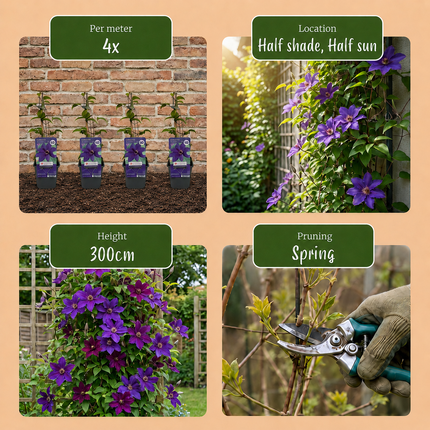 Clematis The President - Bosrank 6x - Paars - Klimplant - Ø9cm - ↕35cm