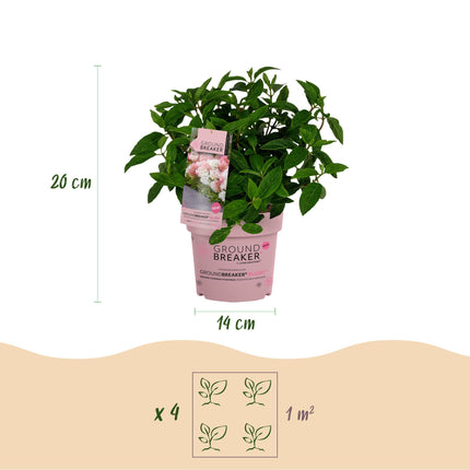 Hydrangea panniculata Groundbreaker Blush - Plume Hydrangea - Pink - ↕20-25cm - Ø14cm - 2x
