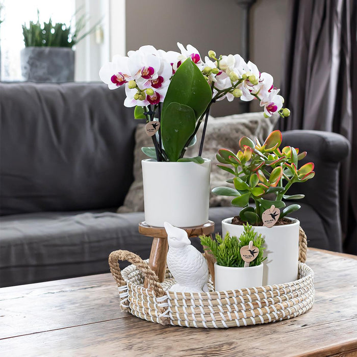 Kolibri Home | Simplicity bloempot - Keramieken sierpot - Wit - 9cm