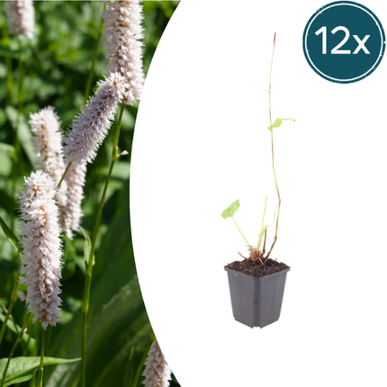 Persicaria bistorta 'Superba' - Adderwortel - ↕10-25cm - Ø9cm - 12x