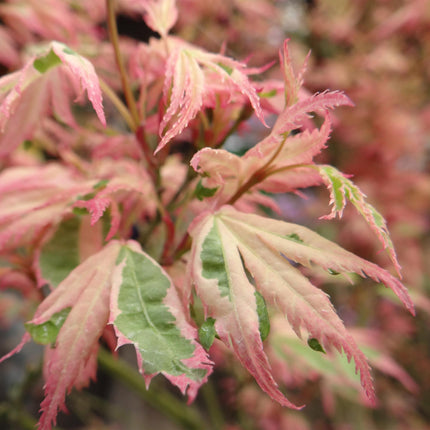 Japanse Esdoorn - Acer Palmatum Iyoshi - Roze - ↕70cm - Ø19cm