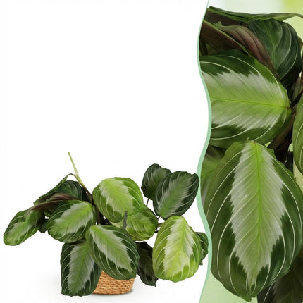Maranta Fascinator Silverband - Gebedsplant - met Mand - ↕25cm - Ø12cm