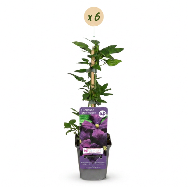 Clematis Etoile Viol - Bosrank 6x - Paars - Klimplant - Ø9cm - ↕35cm
