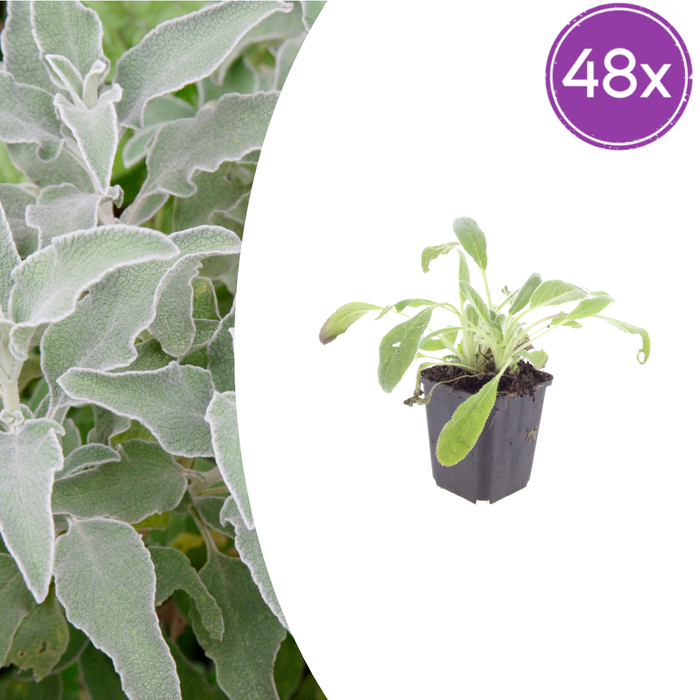 Stachys byzantina - Ezelsoor - ↕10-25cm - Ø9cm - 48x