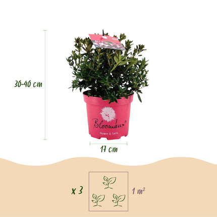 Dwerg Rhododendron - Rhododendron Bloombux Magenta - Bloeiende Buxus - Roze Bloem - ↕30-40cm - Ø17cm - 2x