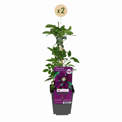 Clematis Warszawska Nike - Bosrank 2x - Rood - Klimplant - Ø9cm - ↕35cm
