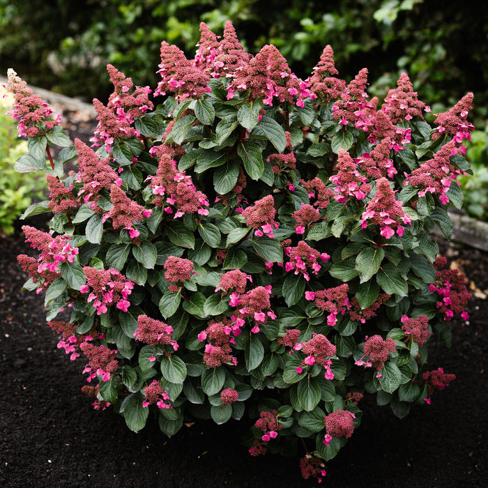 Hydrangea panniculata Living Infinity - Pluimhortensia - Winterhard - Wit - 1 Plant - Pot 12cm - Hoogte Hoogte 20-30cm