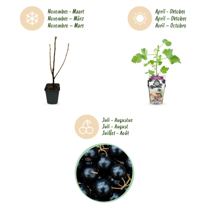 Jostabes - Ribes Jostabes - Winterhard - 6 Planten - Pot 9 cm - Zwarte Bes