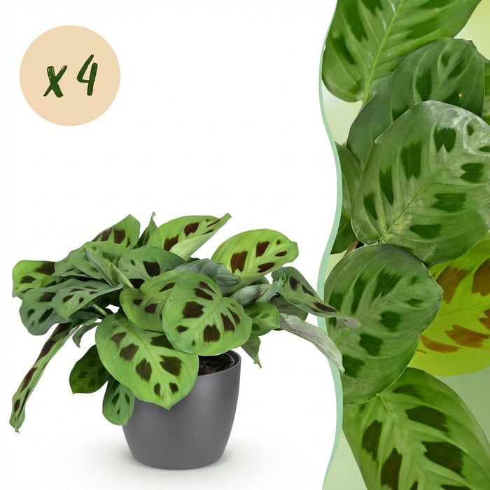 Maranta Fascinator Kerchoveana - Zebraplant - met grijze plantenpotten - ↕25cm - Ø12cm - 4x