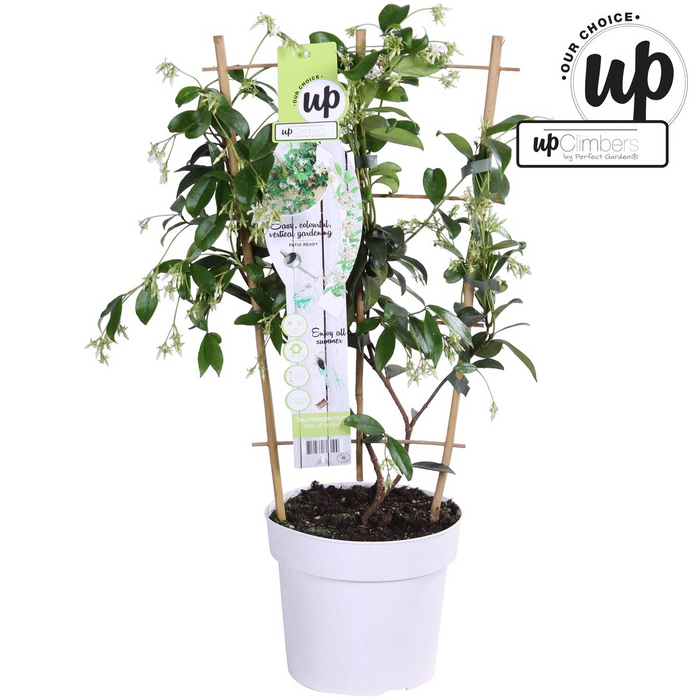 Trachelospermum 'Star of Venice' - Toscaanse Jasmijn Wit - ↕65cm - Ø15cm