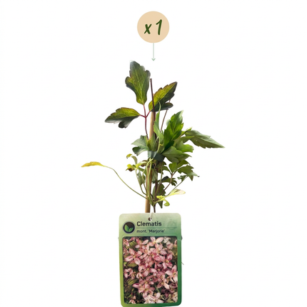 Clematis mont. 'Marjorie' - Bergclematis - Roze - Klimplant - Ø9cm - ↕35cm