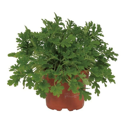 Pelargonia Citrosa - ↕18cm - Ø12cm