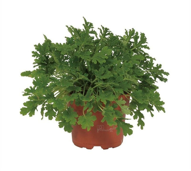 Pelargonium Citrosa - ↕18cm - Ø12cm