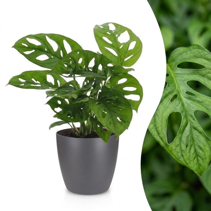 Monstera Adansonii - Rhaphidophora Tetrasperma - met Potter Grijs - Pot 12cm - Hoogte - 25cm