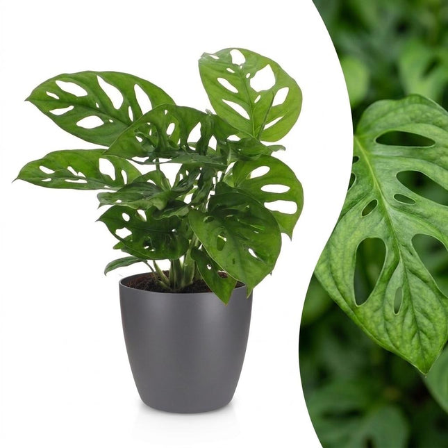 Monstera Adansonii - Rhaphidophora Tetrasperma - z szarą ceramiką - doniczka 12 cm - wysokość - 25 cm
