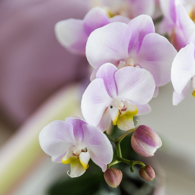Set regalo grande | Pianta verde con orchidea Phalaenopsis rosa in vasi decorativi rosa Simplicity su piatto di bambù