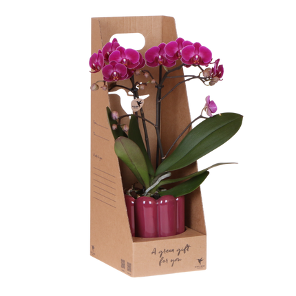 Kolibri Orchids | Paarse Phalaenopsis Orchidee - Mineral Morelia in Retro Sierpot Paars met Giftbox - Ø9 cm