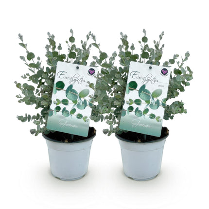 Eucalyptus boom - Eucalyptus gunni  - Grijs - 2x - Winterhard - ↕30cm - Ø14cm
