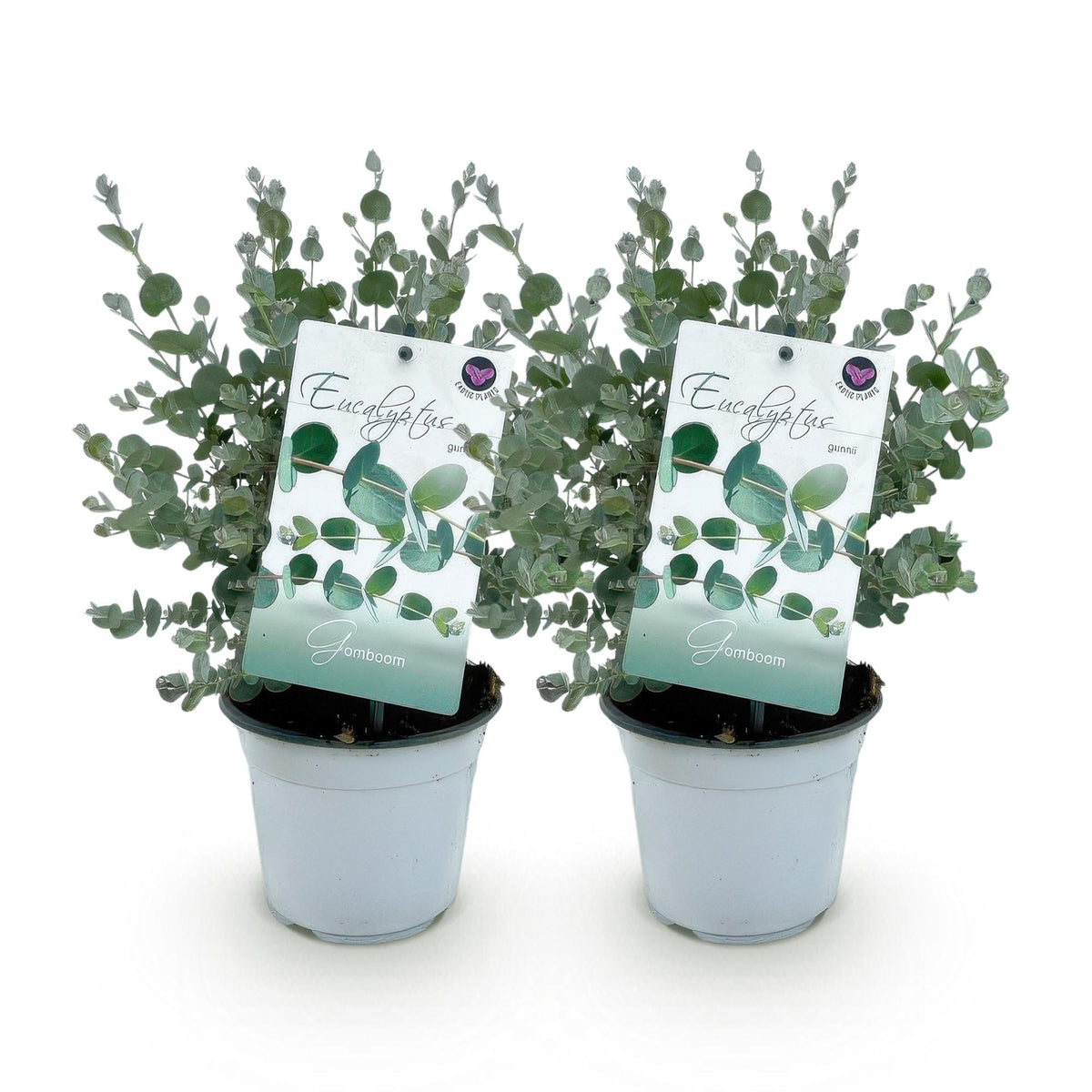 Eukalyptusbaum - Eucalyptus gunni - Grau - 2x - Winterhart - ↕30cm