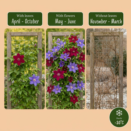 Clematis Duo Blue & Red - Bosrank Duo Blauw & Rood 4x - Blauw - Rood - Klimplant - Ø9cm - ↕35cm